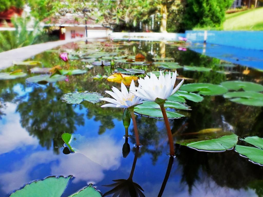 Royal Kalaw Hills Resort Eksteriør bilde